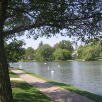 Cisnes en Avon River-Stratford, Стратфорд