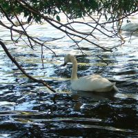 White Swan Seeking Shade on Lake Victoria in Stratford Canada, Стратфорд