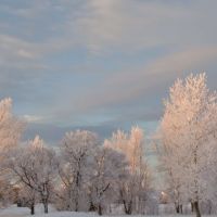Frosted trees, Тимминс