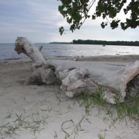 beach driftwood 100-2143, Форт-Эри