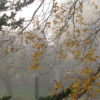 Foggy morning delightes the maple tree, Торнхилл