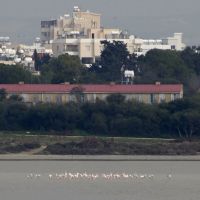 Los flamingos, Ларнака