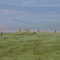 Marmots near Sary-Tash, Kyrgyzstan, Сары-Таш