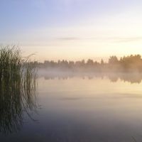 Утро на озере (Lake in the morning), Береза