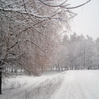Зима (Winter), Береза