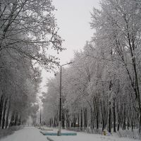 В парке зимой (Winter in the park), Береза