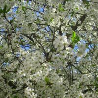 Cherry blossom, Полоцк