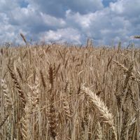 пшеничное поле, Васильевка