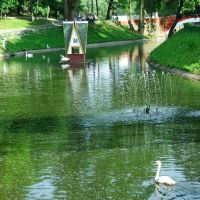 The Swan Pond., Гомель