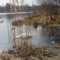 Лебеди на озере в Кировске, Октябрьский