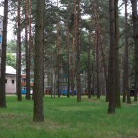 Forest between the buildings, Светлогорск