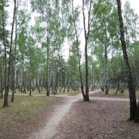 Birch grove, Светлогорск
