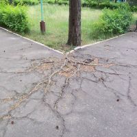 Pine-tree roots digging through the asphalt, Светлогорск