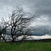 Lonely Tree, Сморгонь