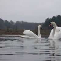 Лебеди на прудах., Копыль