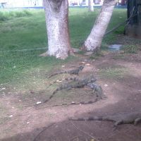 Iguanas en jardinera de la terminal, Коатцакоалькос