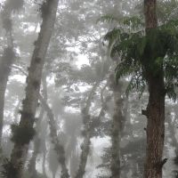 Niebla entre los Arboles, Кордоба