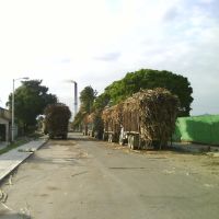 Carretas con Caña de Azucar Ingenio San Gabriel, Косамалоапан (де Карпио)