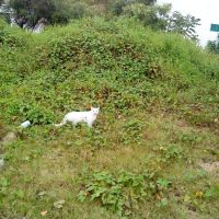 Gato blanco cerca del tec, Косамалоапан (де Карпио)