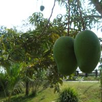 Los Mangos, Пануко
