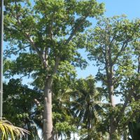 Ceiba pentandra (Ceiba, java, kapok, arbol algodon o seda), Колима