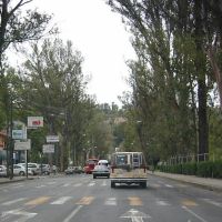 Morelia trees, Морелиа