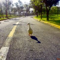 Pato deportista (Parque Ecologico, Puebla, Mexico ), Пуэбла (де Зарагоза)