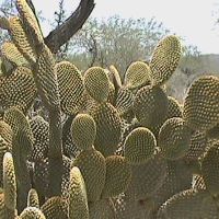 Cactus Opuntia rufida, Риоверде