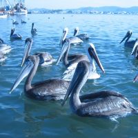 Pelicans, Мазатлан