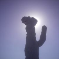 saguaro, Хермосилло