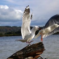 Red-billed gulls near Sulphur Point, Lake Rotorua, Роторуа