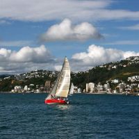 Sailing regatta on Wellington harbour, Ловер-Хатт