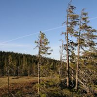 Storbacken threatened old-growth forest 4, Боде