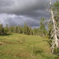 Merkesklumpen unprotected old-growth forest 4, Боде
