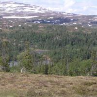 Stortissvatnet unprotected mountainous forest 5, Боде