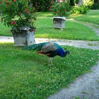 Peacock at Gulskogen Manor, Драммен