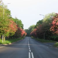 Street in flowers, Болеславец