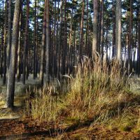 Kępa traw w sosnowym lesie, Дзирзонев