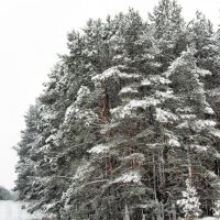 Winter Landscape - Mostki, Заган