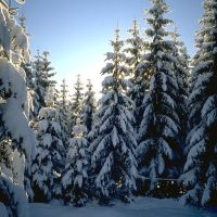 Tannen im Schnee bei Zakopane, Закопане