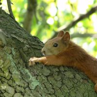 Sierpniowe upały 2010 nawet wiewiórki nie miały sił. <-->The August heat wave., Козенице