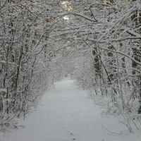 Zima w lesie, Млава