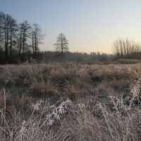 winter meadow (zimowa łąka), Остров-Мазовецки