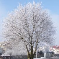 Winter tree, Остролека