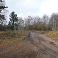 Skrzyżowanie leśnych dróg - północ/north, Плонск
