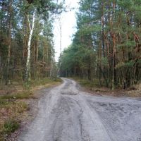 Skrzyżowanie leśnych dróg - północny wschód/north east, Прушков