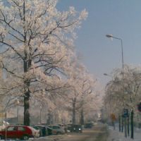 Ośnieżone drzewa przed szpitalem, Тарнобржег