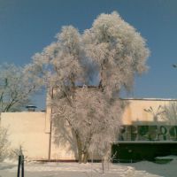 Dom Kultury i ośnieżone drzewa, Тарнобржег
