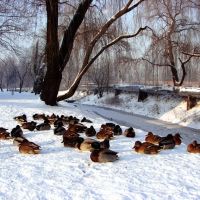 Białostockie kaczki, Белосток
