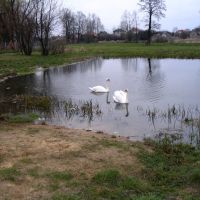 Bielsk Podlaski - staw (pond), Бельск Подласки
